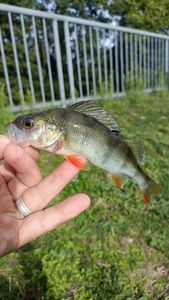 European Perch