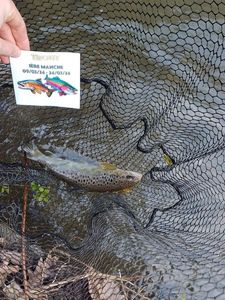 Brown Trout