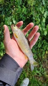 Brown Trout