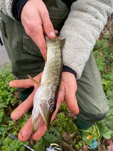 Northern Pike