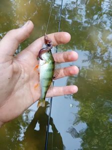 European Perch