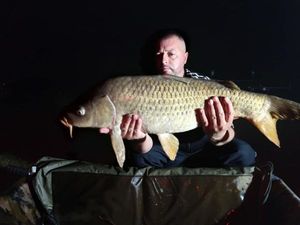 Common Carp