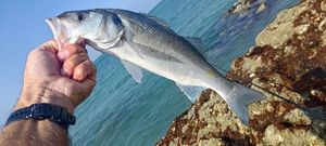 European Bass (Seabass)