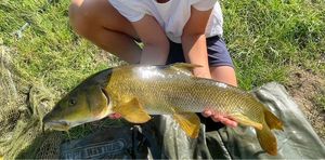 Barbel