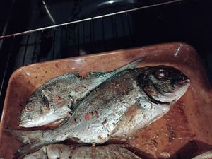 Gilthead Seabream