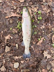 Rainbow Trout