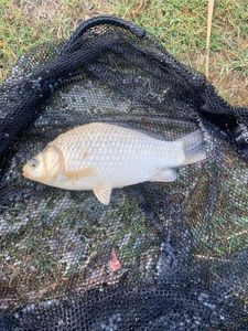 Crucian Carp