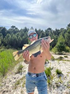 Largemouth Bass