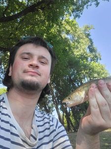 Zander