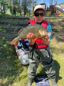 European Perch