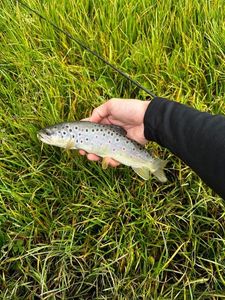 Brown Trout