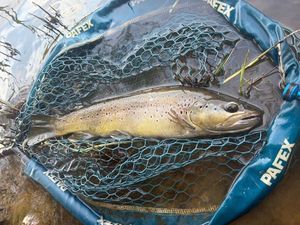 Brown Trout