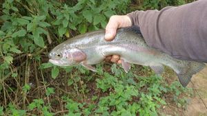 Rainbow Trout