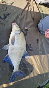 Common Bream