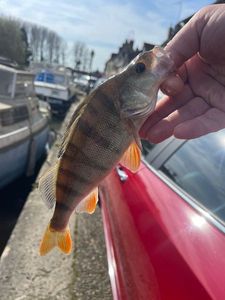 European Perch