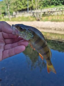 European Perch