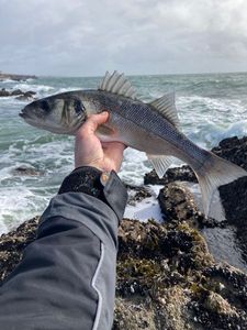 European Bass (Seabass)