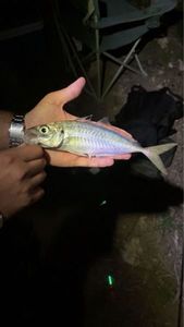 Greenback Horse Mackerel