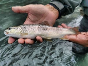 Brown Trout