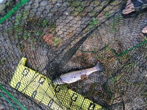 Rainbow Trout