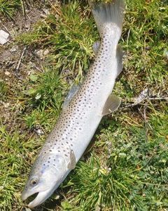 Rainbow Trout