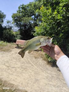 Largemouth Bass