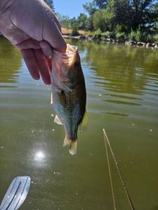 Largemouth Bass
