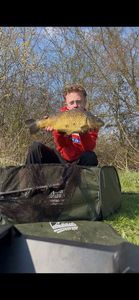Common Carp