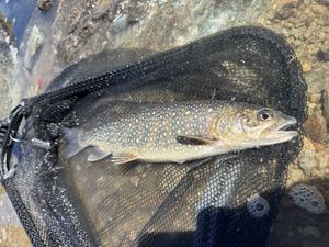 Lake Trout