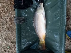 Leather Carp