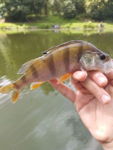 European Perch