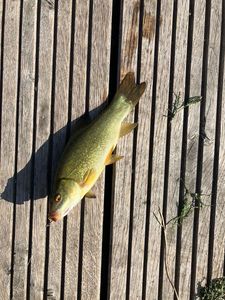 Tench