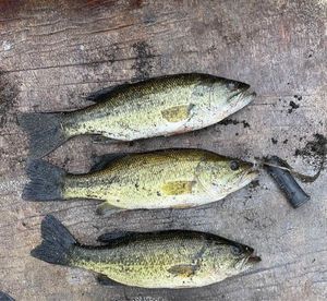 Largemouth Bass