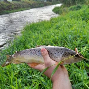 Brown Trout