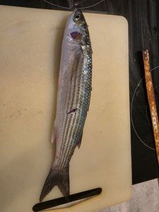 Golden Grey Mullet