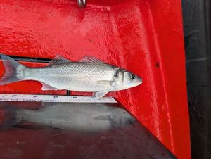 European Bass (Seabass)