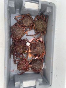European Spider Crab