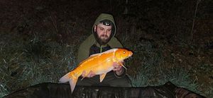 Koï Fish