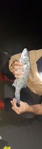 European Bass (Seabass)