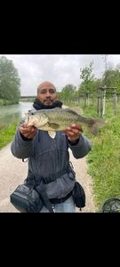 Largemouth Bass