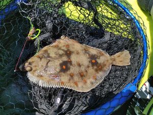 European Plaice