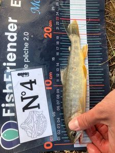 Arctic Char