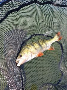 European Perch