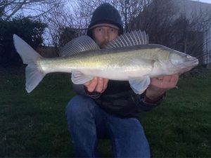 Zander