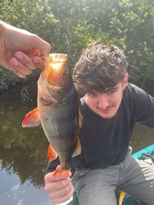 European Perch