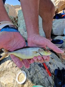 Greater Amberjack