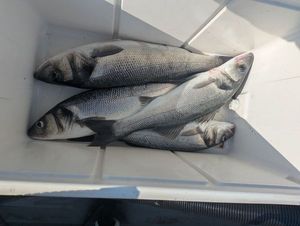 European Bass (Seabass)