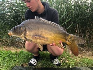 Mirror Carp