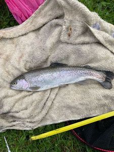 Rainbow Trout