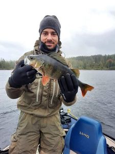 European Perch
